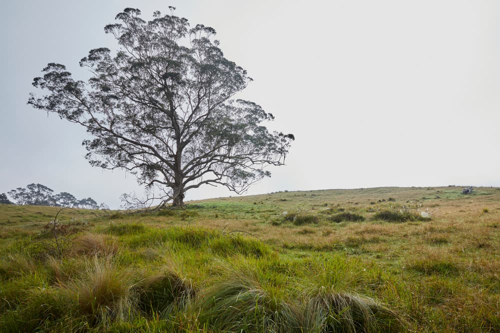 A large tree on the Walawaani Way conservation burial ground