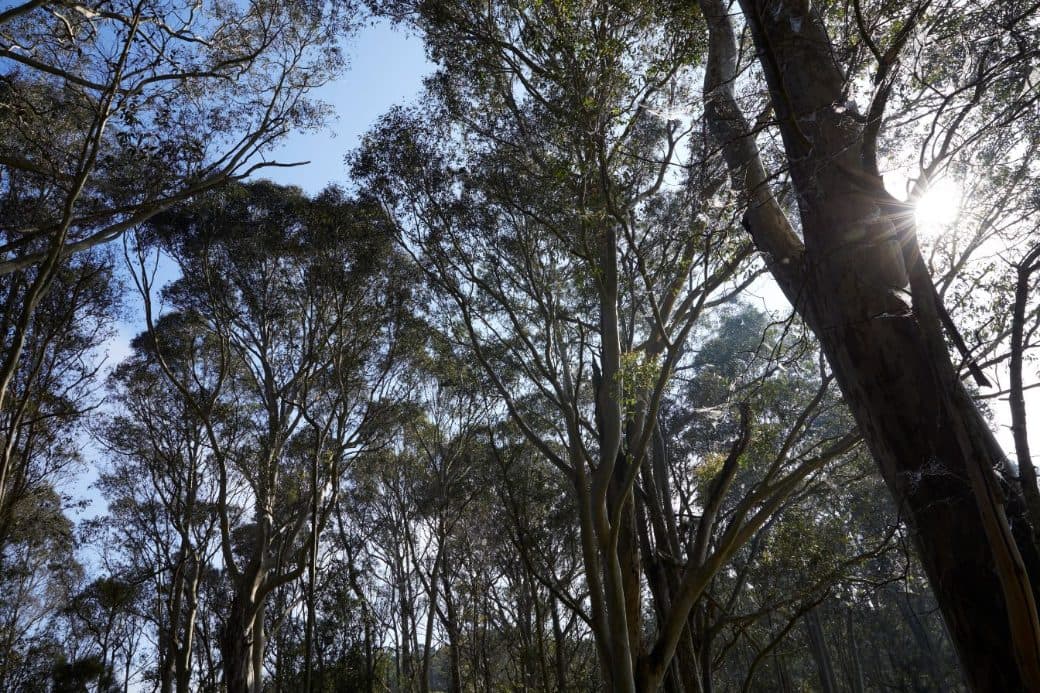 Sunlight through a eucalypt canopy